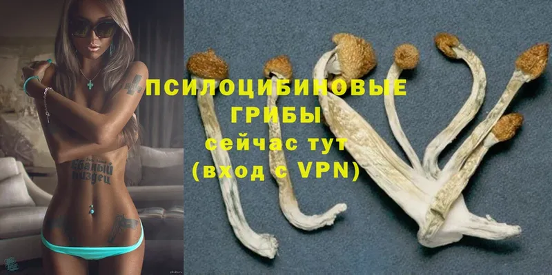 Псилоцибиновые грибы Magic Shrooms  Саранск 